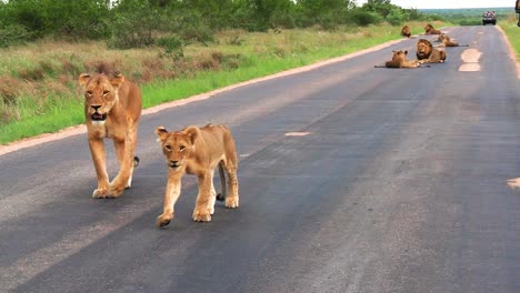 Lioness-with-cub-walk-on-tarmac-road,-lion-rest-on-ground-in-background