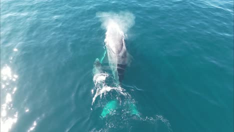 Baby-humpback-whale-swims-around-mother