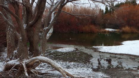 Lonesome-duck-in-winter-pond-during-southwest-winter