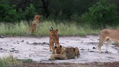 African-wildlife-of-playful-lion-cubs-walk,-lie-down-and-cuddle-on-ground