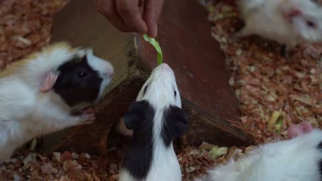 Pet-owner-hand-holding-a-piece-of-fresh-vegetable,-feeding-a-group-of-domesticated-guinea-pig-in-various-breed-in-captivity,-handheld-motion-close-up-shot