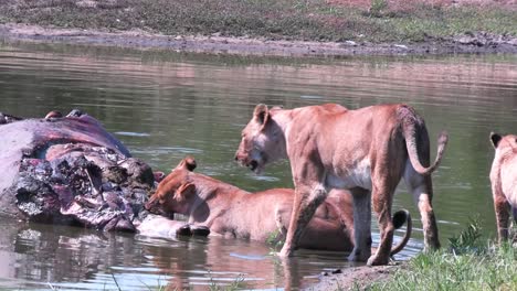 African-wildlife-of-lioness-eat-dead-hippo-carcass-near-calm-river-shore