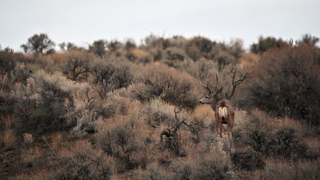 Kamloops-Critters:-Mule-Deer-Encounter-in-Autumn-Colors