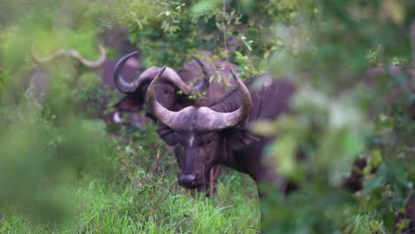 African-Buffalo-With-Large-Horns-Swaying-Head-With-Herd-in-Background,-Slow-Motion