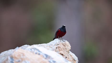 White-capped-Water-Redstart-on-Rock-in-the-Evening