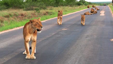 Lioness-and-lion-cubs-walk-on-dark-asphalt-road-near-green-grassland,-Africa