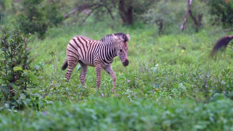 Zebra-Mom-And-Baby-Walking-in-African-Bush,-Medium-Shot