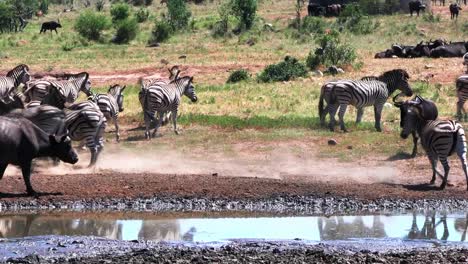 Group-of-zebras-and-African-buffalo-near-muddy-puddle-water-source,-Africa