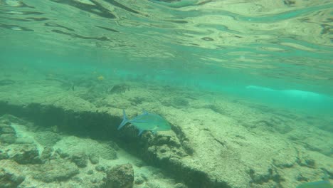Unterwasser-Schnorchelabenteuer-Auf-Der-Großen-Insel-Hawaii
