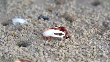 Male-fiddler-crab,-austruca-annulipes-with-asymmetric-claws,-foraging-and-sipping-on-the-minerals-on-the-sandy-beach-during-low-tide-period,-close-up-shot-of-marine-wildlife