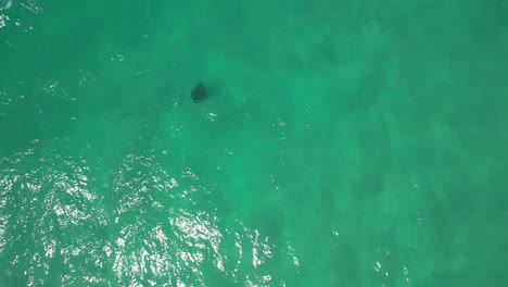 Manta-Ray-In---Palm-Beach---Southern-Gold-Coast,-Queensland,-QLD---Australia---Drone-Shot