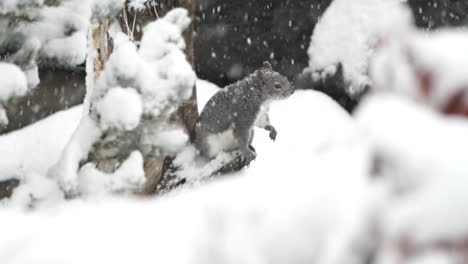 Grauhörnchen-In-Einem-Schneesturm