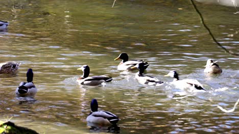 Hungry-mallard-ducks-swimming-in-the-pond-and-eating-pieces-of-bread