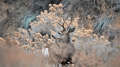 Kamloops-Treasure:-Lac-du-Bois-Mule-Deer-in-Their-Natural-Habitat