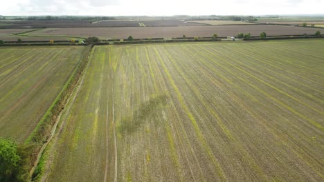 Drone-footage-flying-over-a-sowed-farmer's-field-where-the-crops-have-begun-to-grow