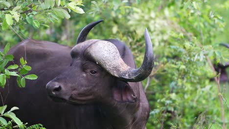 Curious-African-Buffalo-Staring-Blinking-Smelling-Turning-Around,-Close-Up