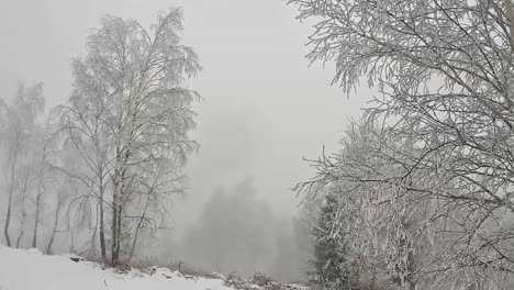Foggy-day-at-the-frozen-and-snowy-forest