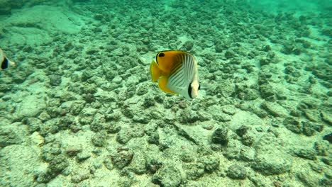 Kristallklare-Sicht-Auf-Ein-Paar-Hawaiianischer-Falterfische,-Die-Unter-Wasser-Schwimmen