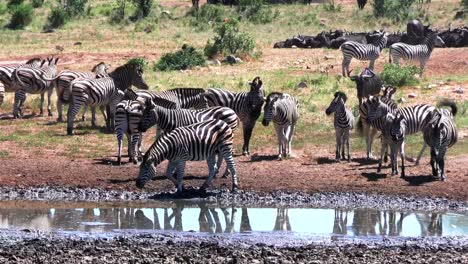 Herd-of-zebras-in-Africa-swing-tails-on-hot-day-near-muddy-water-source