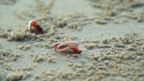 Close-up-shot-of-marine-wildlife,-capturing-a-male-fiddler-crab,-austruca-annulipes-with-asymmetric-claws,-performing-courtship-dance-on-the-sandy-beach-during-low-tide-period