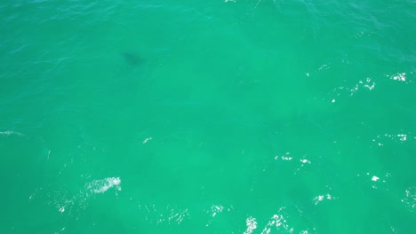 Hidden-Shark-In-Palm-Beach---Southern-Gold-Coast,-Queensland,-QLD---Australia---Drone-Shot