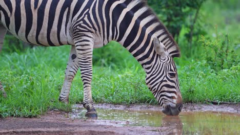 Zebrafamilie-Trinkt-Wasser,-Nahaufnahme