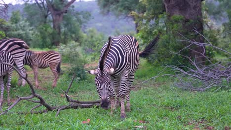 Erwachsenes-Zebra-Schüttelt-Den-Kopf-Und-Wedelt-Mit-Dem-Schwanz,-Während-Es-Gras-Frisst,-Mittlere-Aufnahme