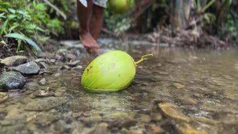 A-fresh-young-coconut-has-fallen-from-a-nearby-tree-and-is-on-the-ground-in-a-shallow-river-with-the-water-running-around-it