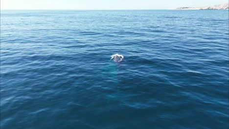 Buckelwale-Tauchen-Aus-Stillem-Wasser-Auf