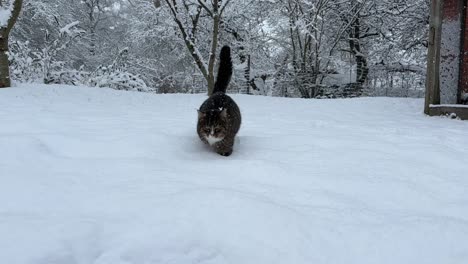Cat-walking-in-deep-snow-in-vintertime-in-Denmark