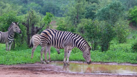 Zebra-Family-Drinking-At-Waterhole,-Medium-Shot