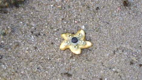 Handheld-motion-of-a-starfish-found-on-the-sandy-beach,-sea-star-with-five-arms-and-a-central-disc