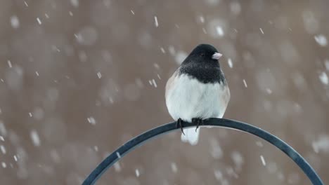 Dark-eyed-junco-perched-in-a-winter-storm