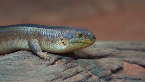 Handheld-motion-close-up-shot-of-Yakka-skink,-egernia-rugosa-basking-on-the-log,-capturing-the-details-of-the-lizard-species-from-head-to-body