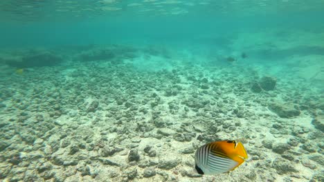Child-Snorkeling-Underwater-In-Hawaii-With-Tropical-Fish