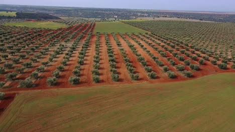 flight-in-a-field-of-olive-trees-in-line-projecting-their-recently-plowed-shadows-on-red-land-on-a-spring-day-with-a-blue-sky-and-green-fields-of-crops-in-Toledo--Spain