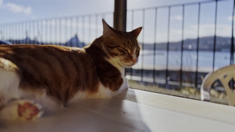 Brown-and-white-cat-resting-on-a-table-enjoying-the-view-of-the-sea