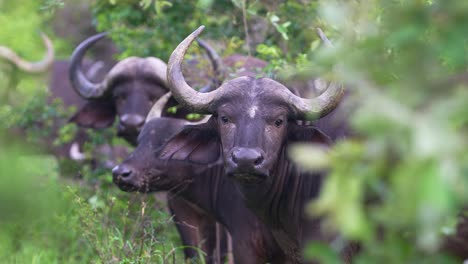 Curious-African-Buffalo-Herd-Staring,-Front-Facing,-Real-Time,-Close-Up