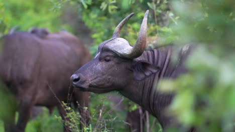 African-Buffalo,-Side-Profile,-Close-Up