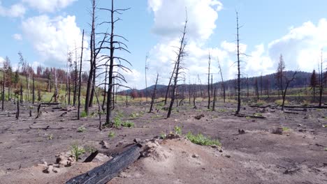 Remains-of-burnt-dead-trees-after-a-long-season-of-forest-fires-in-British-Columbia-Canada,-the-trees-once-alive-and-green-now-lie-barren-and-scorched