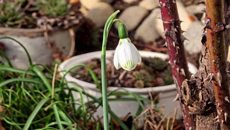 Delicate-spring-flowers,-snowdrops,-harbingers-of-warming,-symbolize-the-arrival-of-spring