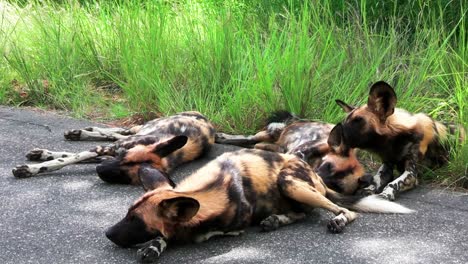 African-wild-dogs-sleep-near-green-grass,-exhausted-and-heavy-breathing
