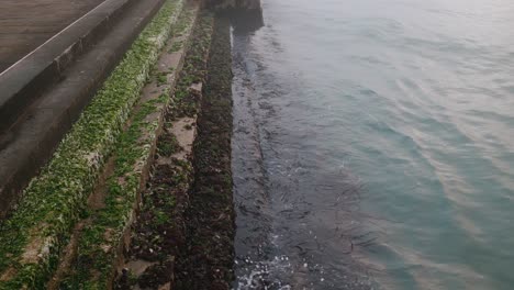 Seaweed-covered-steps-in-Venice-canal-at-water's-edge