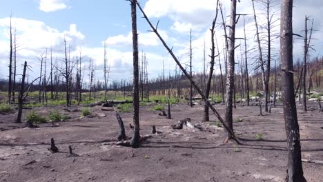 Restos-De-árboles-Muertos-Quemados-Después-De-Una-Larga-Temporada-De-Incendios-Forestales-En-Columbia-Británica,-Canadá,-Los-árboles-Que-Alguna-Vez-Estuvieron-Vivos-Y-Verdes-Ahora-Yacen-Estériles-Y-Quemados