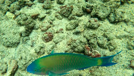 A-Colorful-Parrotfish-Swimming-Beneath-A-Swimmer-On-The-Big-Island-Of-Hawaii