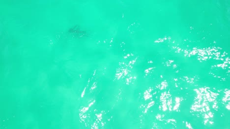 Manta-Ray-Swimming-In-Palm-Beach---Southern-Gold-Coast,-Queensland,-QLD---Australia---Drone-Shot
