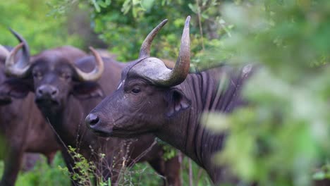 Curious-African-Buffalo-Herd,-Front-Facing,-Rack-Focus