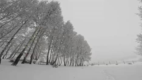Schnee-Und-Gefrorene-Bäume-Im-Winter