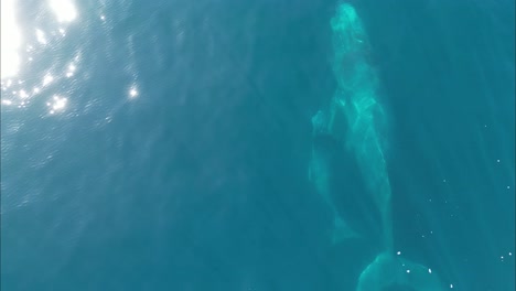 Following-baby-and-mother-humpback-whales-swimming-together