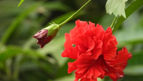 Wunderschöne-Hibiskus-Rosa-Blüten-